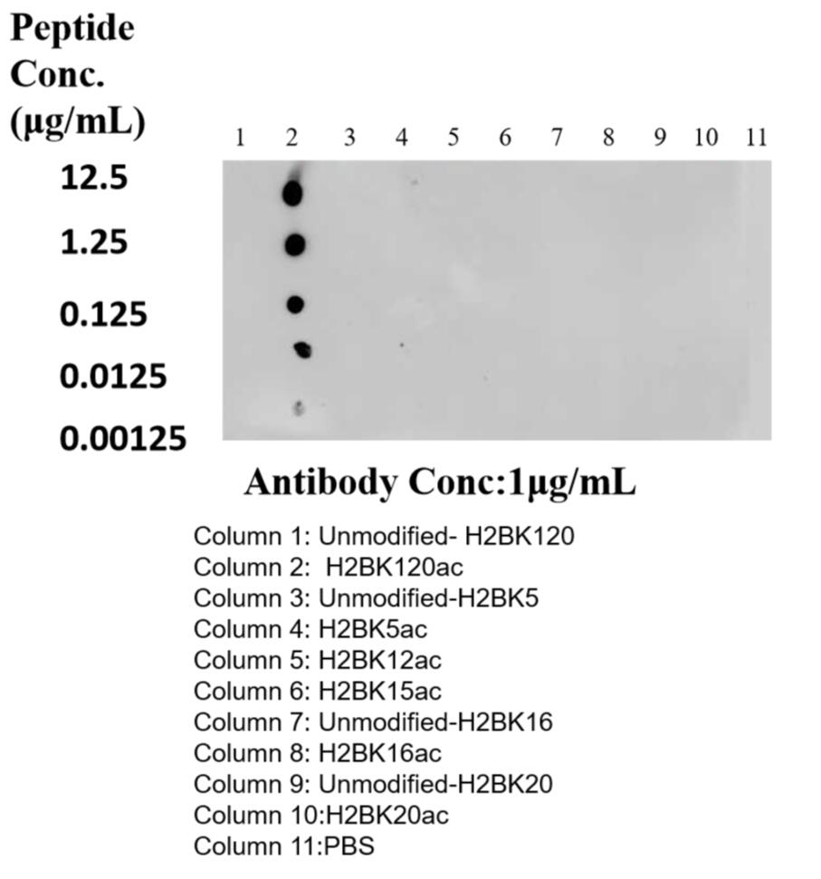 Dot Blot experiment of peptide using 84551-1-RR